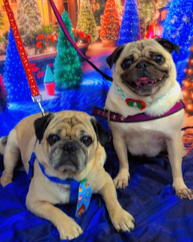 Dois pugs em cenário festivo