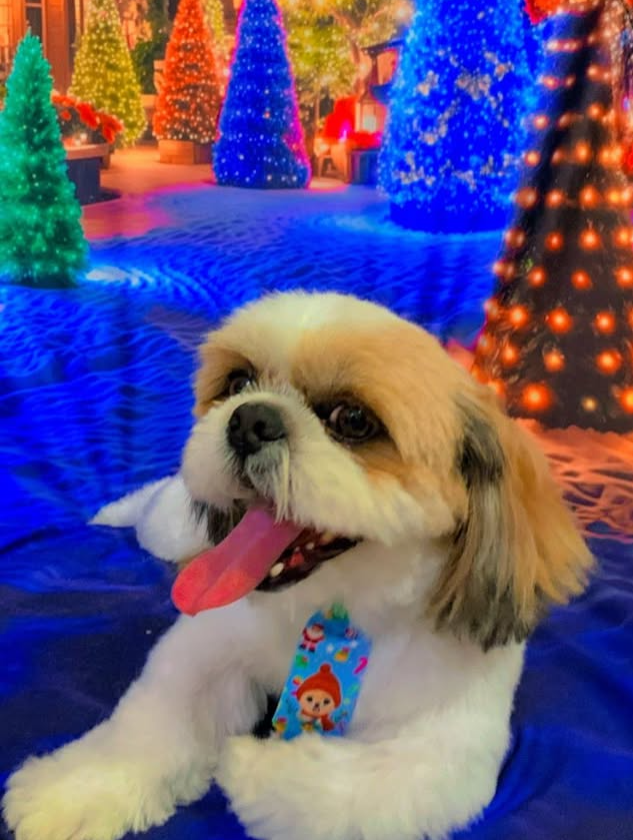 Cão shih-tzu em cenário festivo