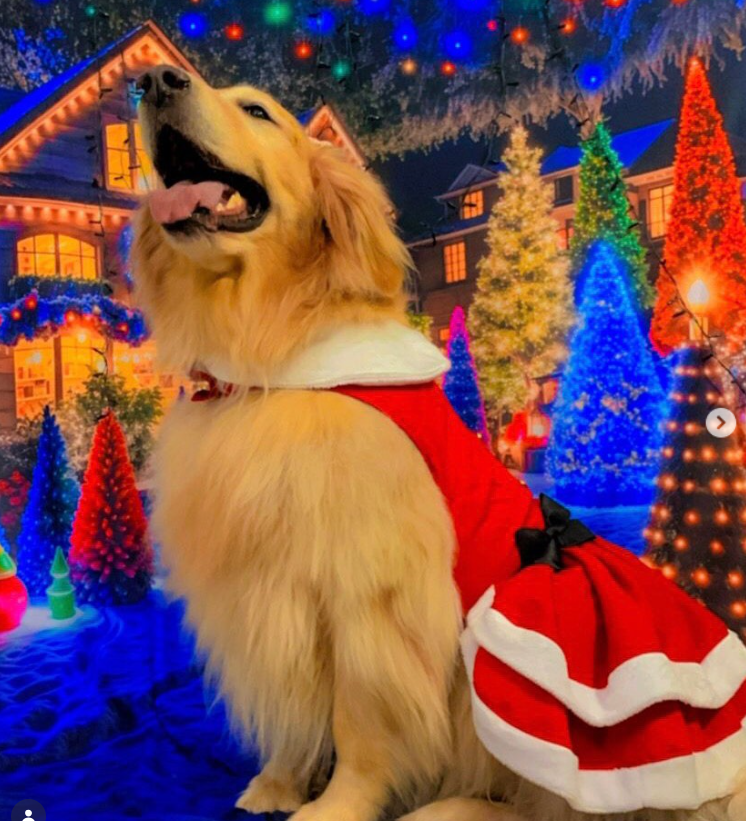 Golden retriever vestido para festa