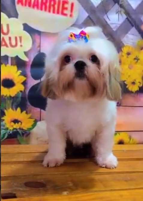Cão em cenário floral